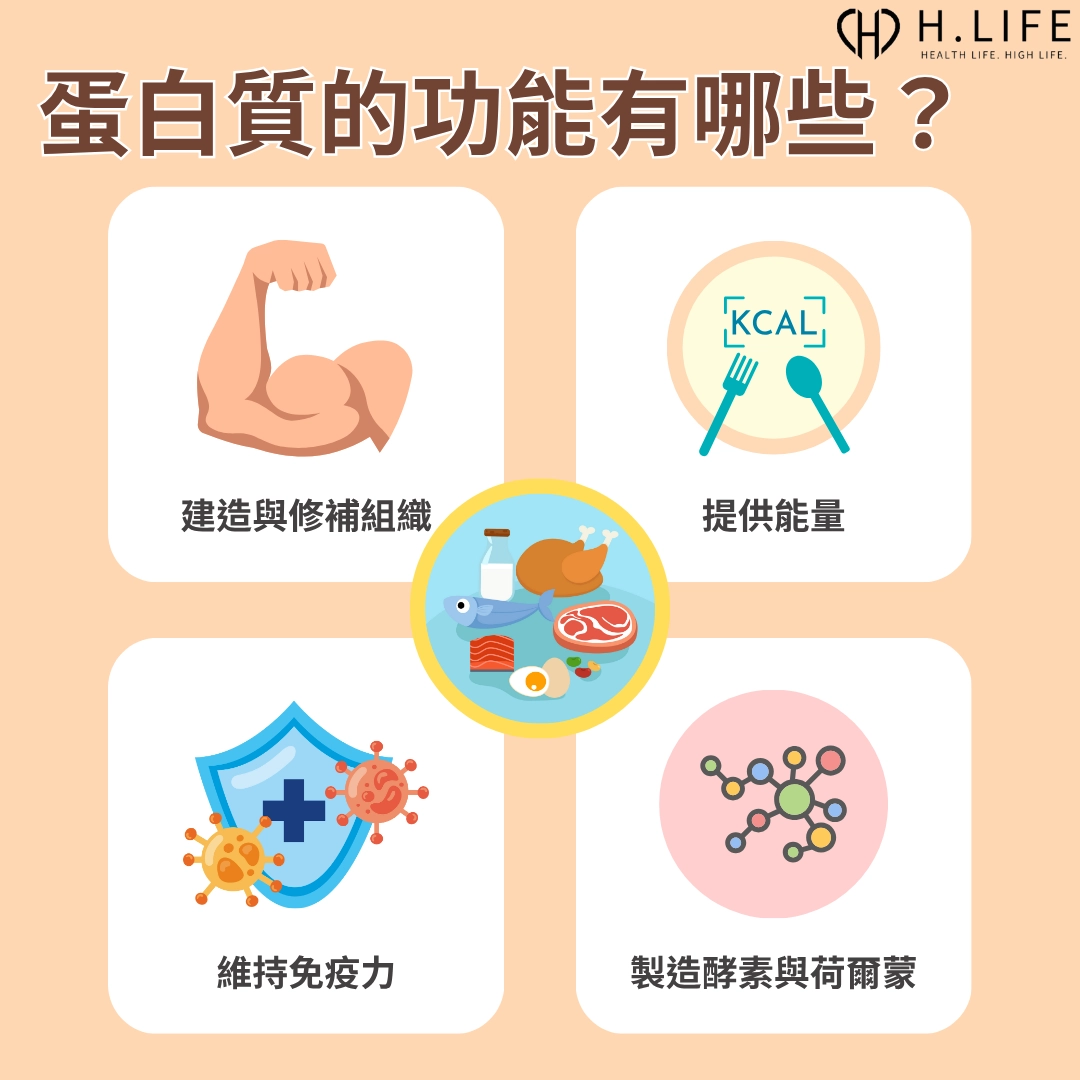 蛋白質的功能有哪些