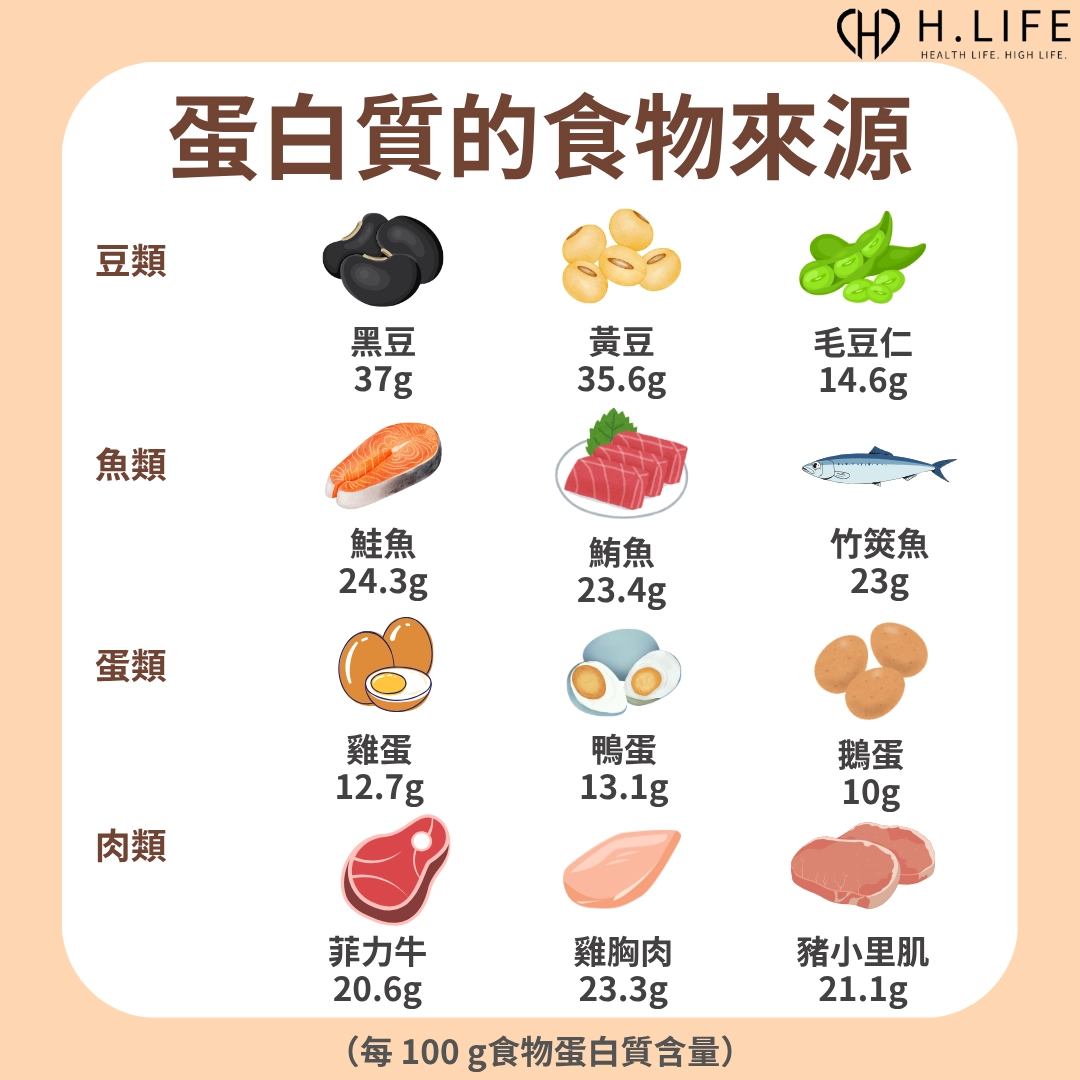 蛋白質的食物來源