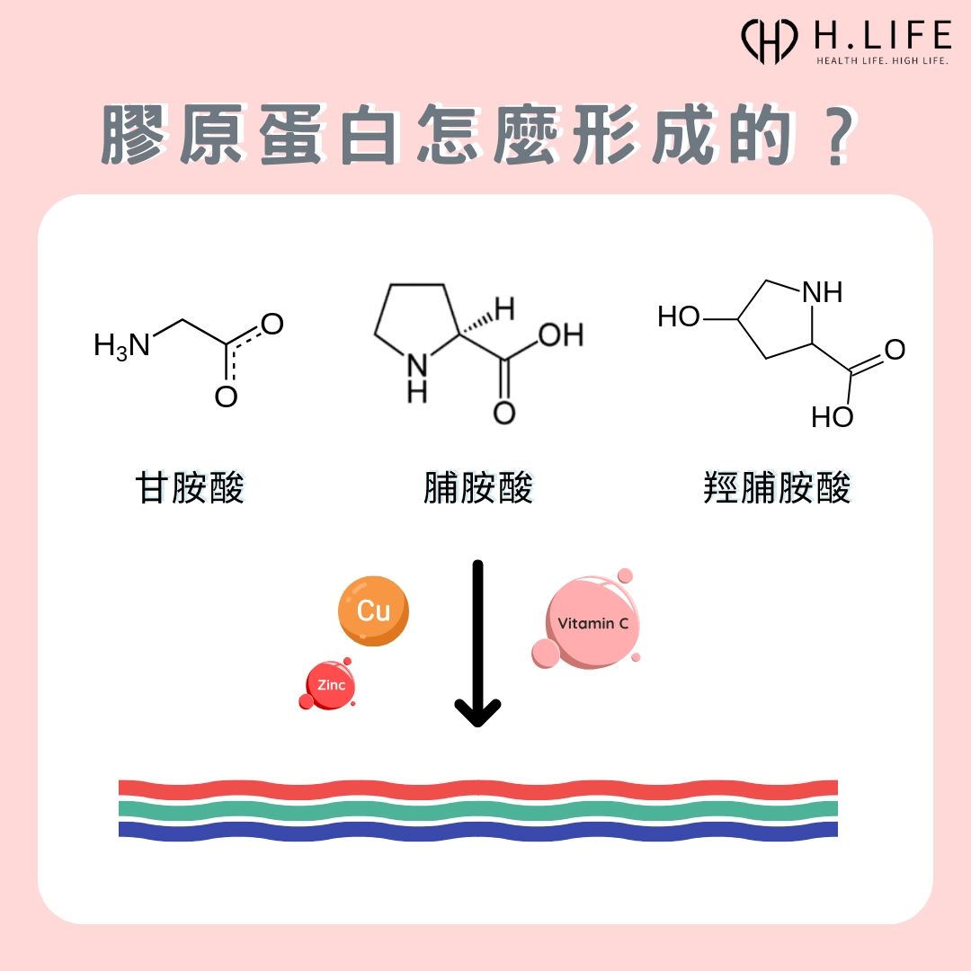 膠原蛋白怎麼形成的？
