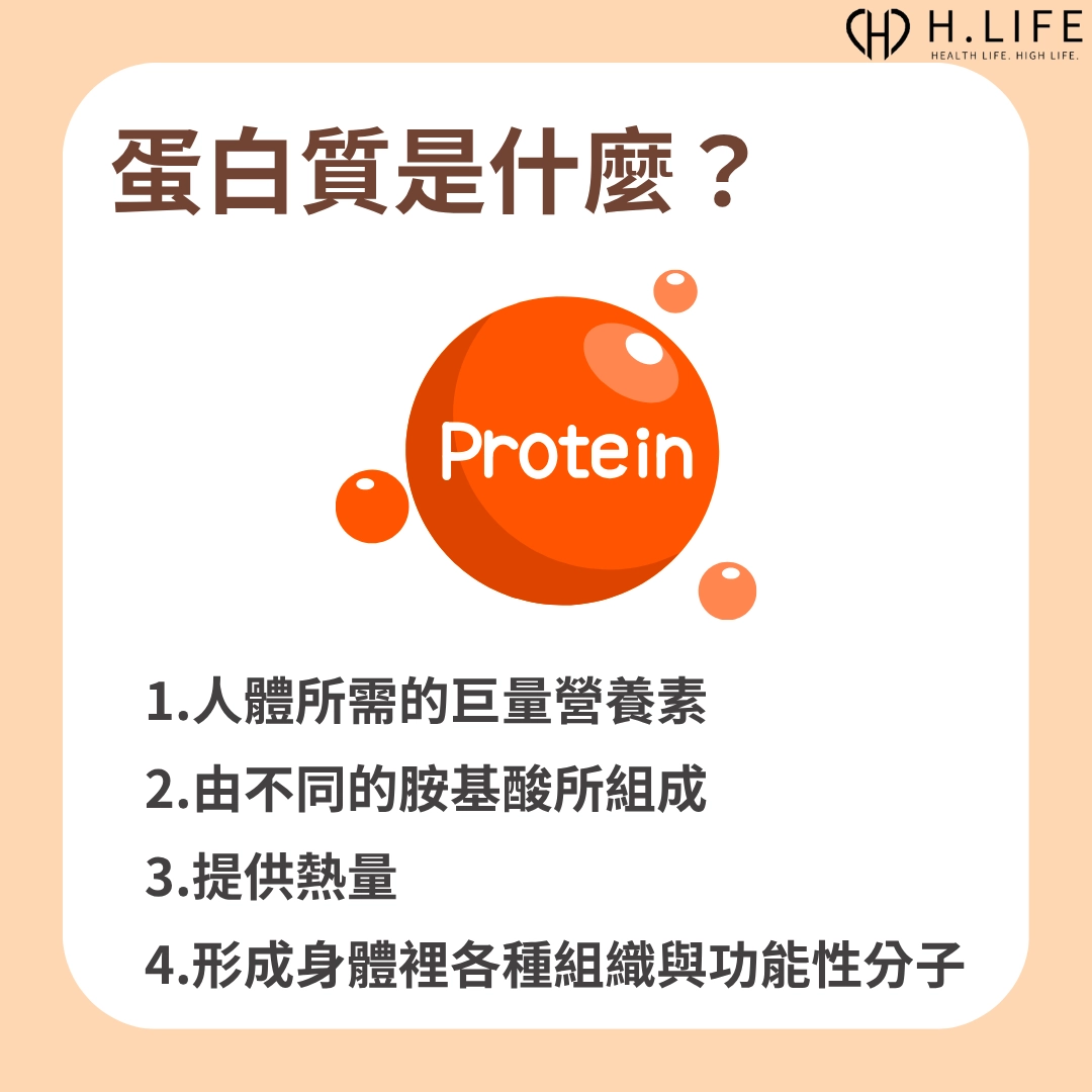蛋白質是什麼