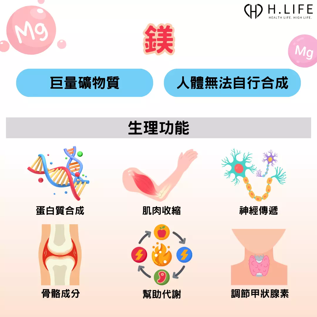 鎂的生理功能