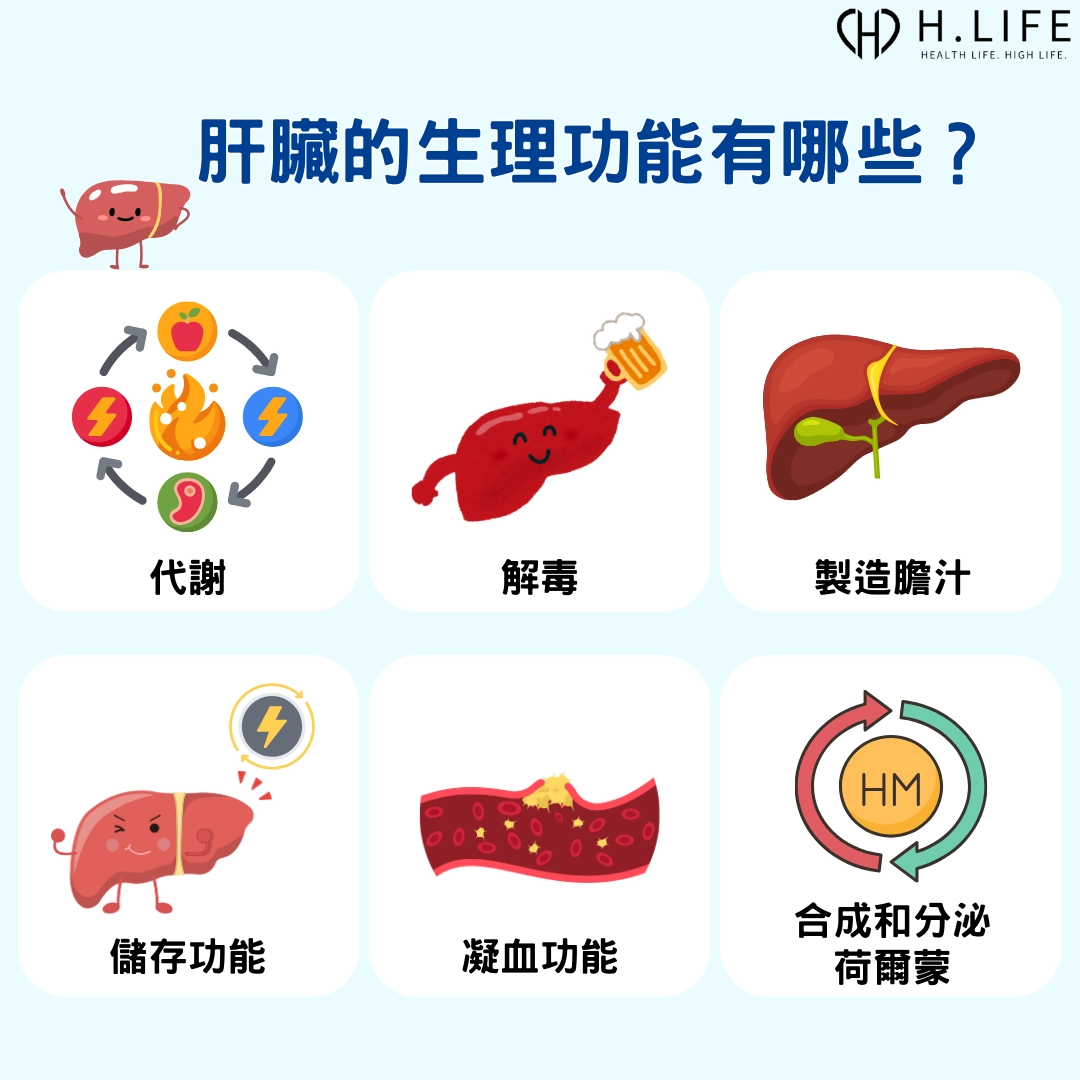 肝臟的生理功能有哪些